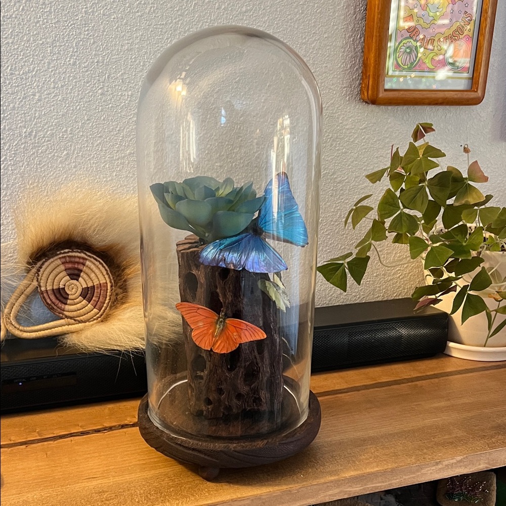 Taxidermy butterfly dome